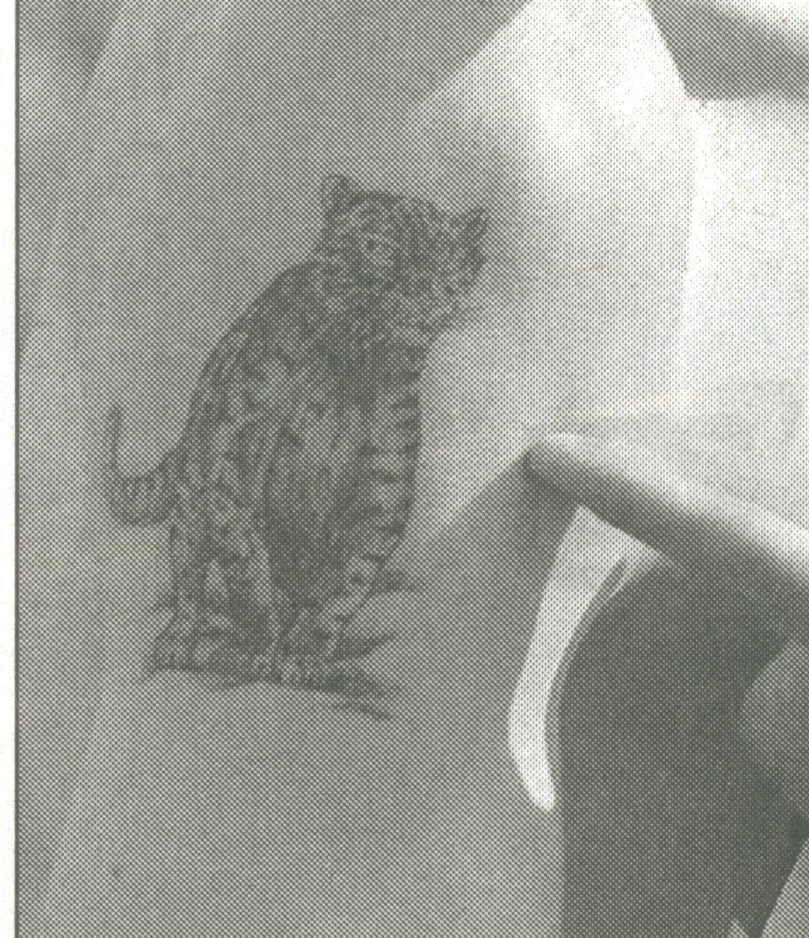 Die Nordsee-Zeitung kann eine Katze nicht 
von einer Eule unterscheiden, Detailscan